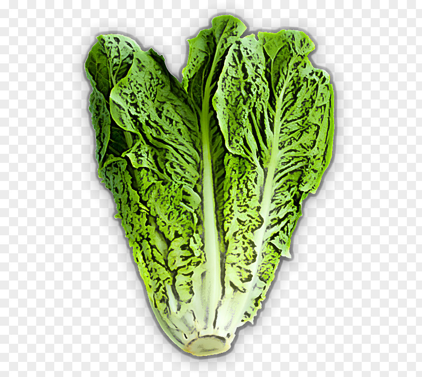 Leaf Vegetable Cabbage Chard Romaine Lettuce PNG