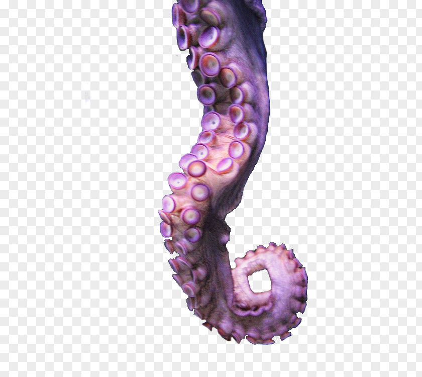 Octapus Octopus Tentacle Drawing PNG