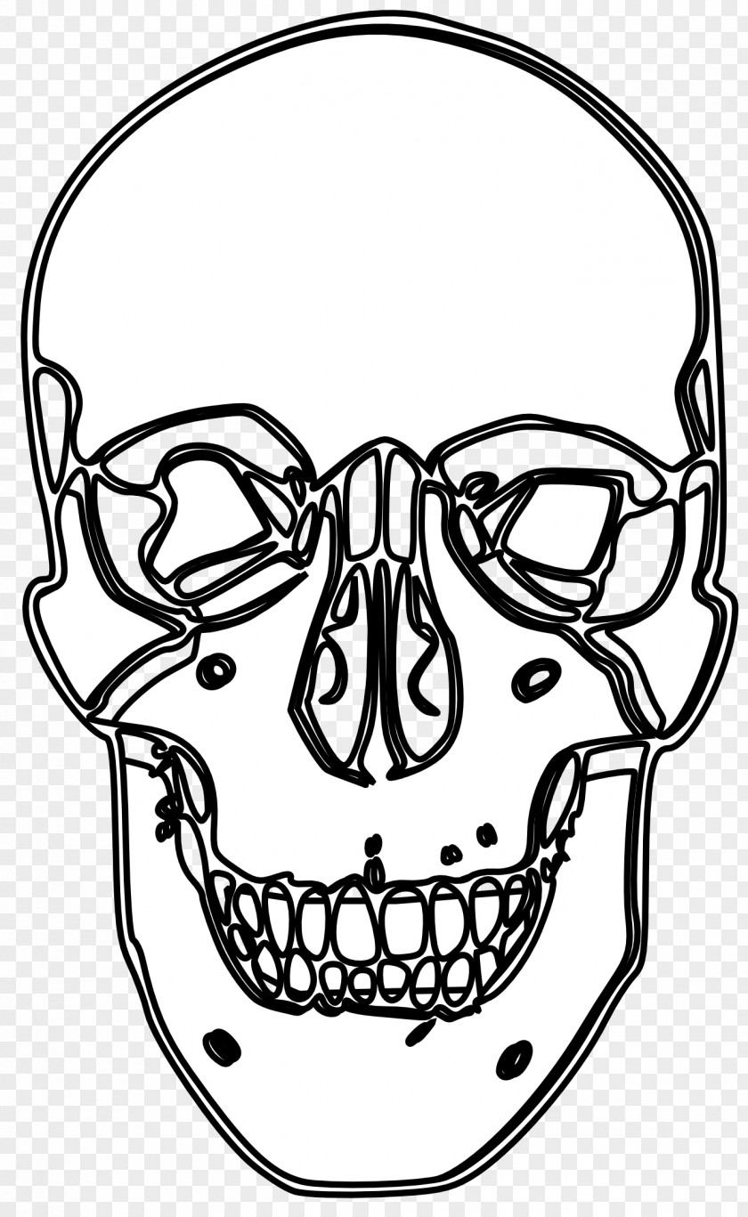 Skull Line Art Black And White Calavera Visual Arts Clip PNG
