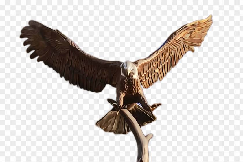 Animal Figure Falcon Bird Eagle Of Prey Golden Osprey PNG