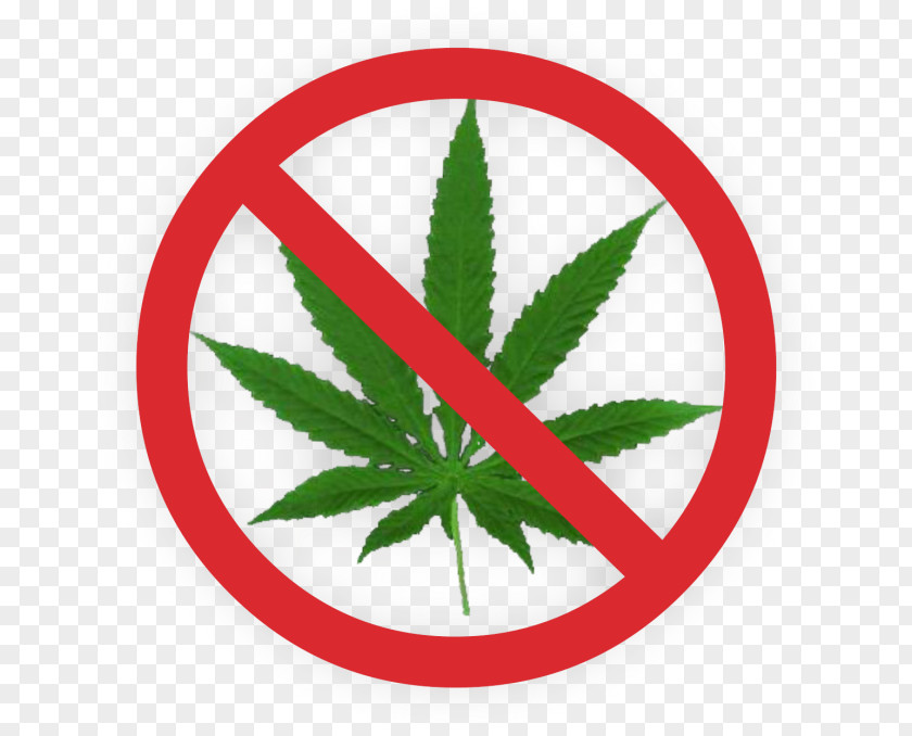 Cannabis Sativa Medical Drug Vector Graphics PNG