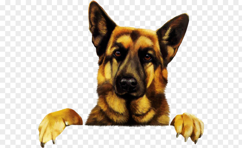 Dog German Shepherd King Snout Working PNG