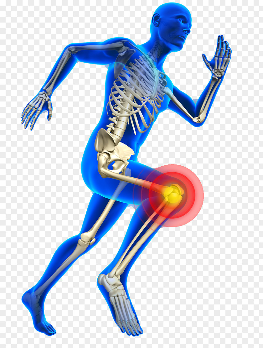 Human Knee Bones Pain Sports Injury Physical Therapy Medicine PNG