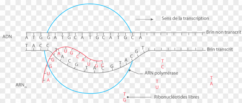 Line Angle Font PNG