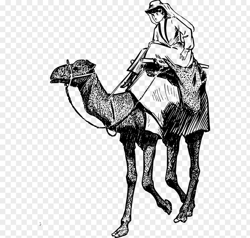 Camel Clipart Bactrian Dromedary Equestrian Horse Clip Art PNG