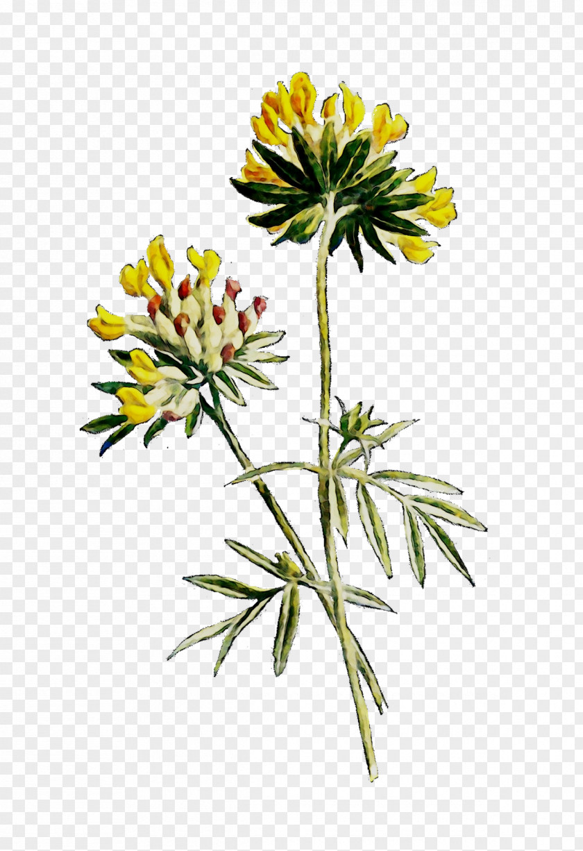 Cut Flowers Plant Stem Herbaceous Subshrub PNG