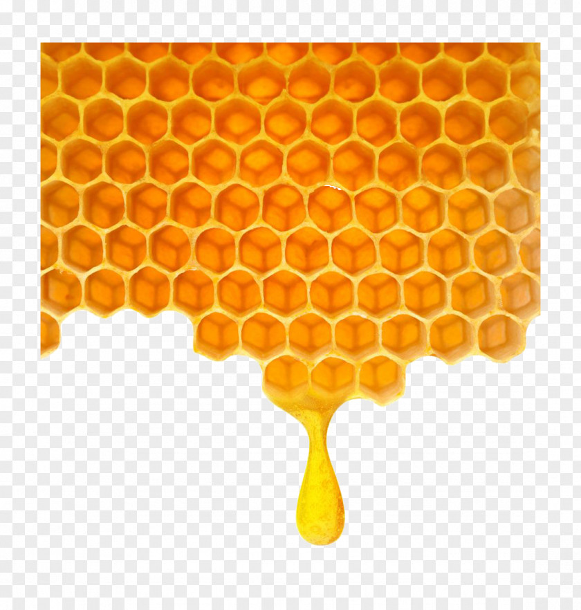 Poly Honey Honeycomb Bee PNG