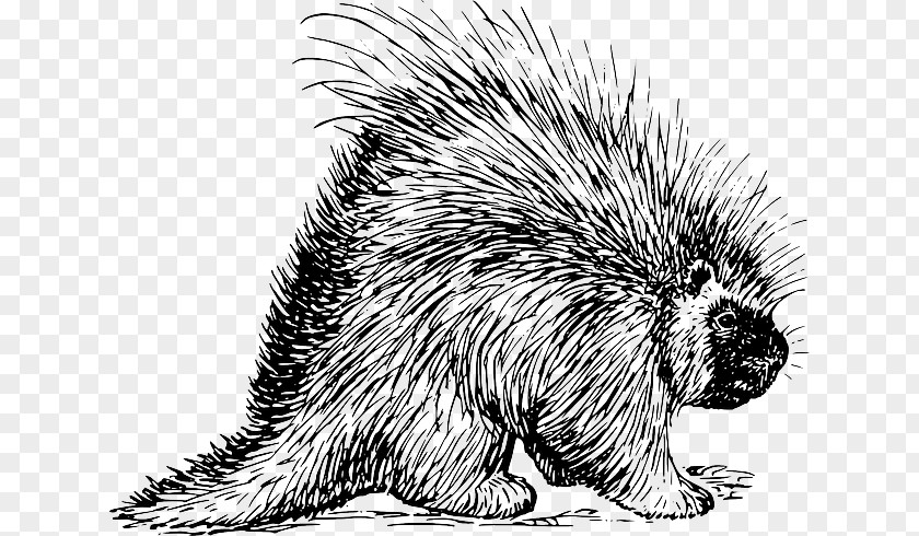 Blank Bottled Drinking Water Pig Dog Porcupine Animal Clip Art PNG