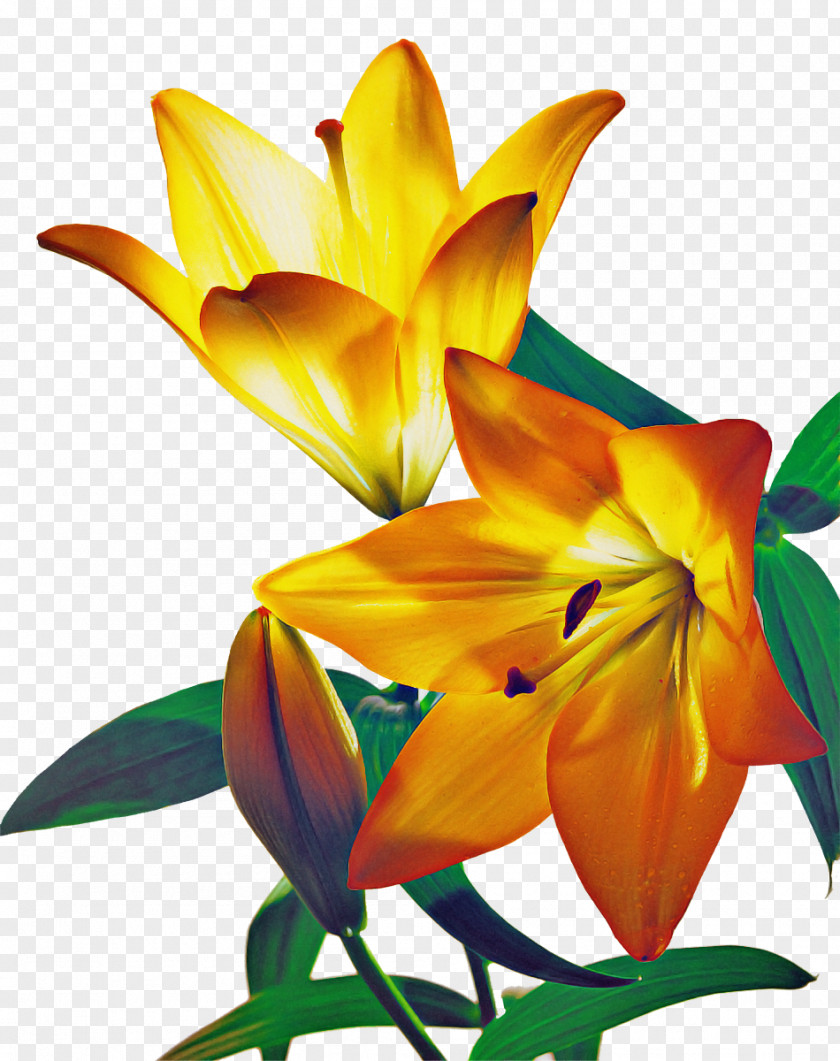 Lily Flower PNG