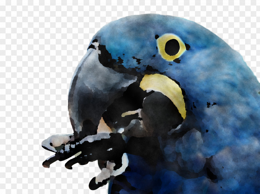Macaw Parakeet Beak PNG