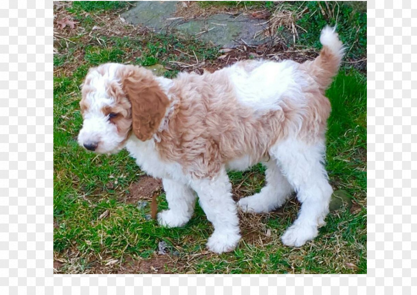 Puppy Cockapoo Welsh Springer Spaniel Goldendoodle Cavapoo PNG