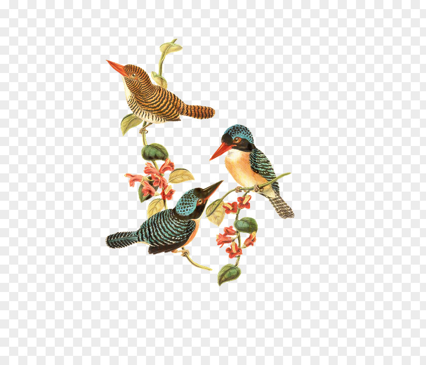 Rufous Hummingbird Perching Bird Cartoon PNG