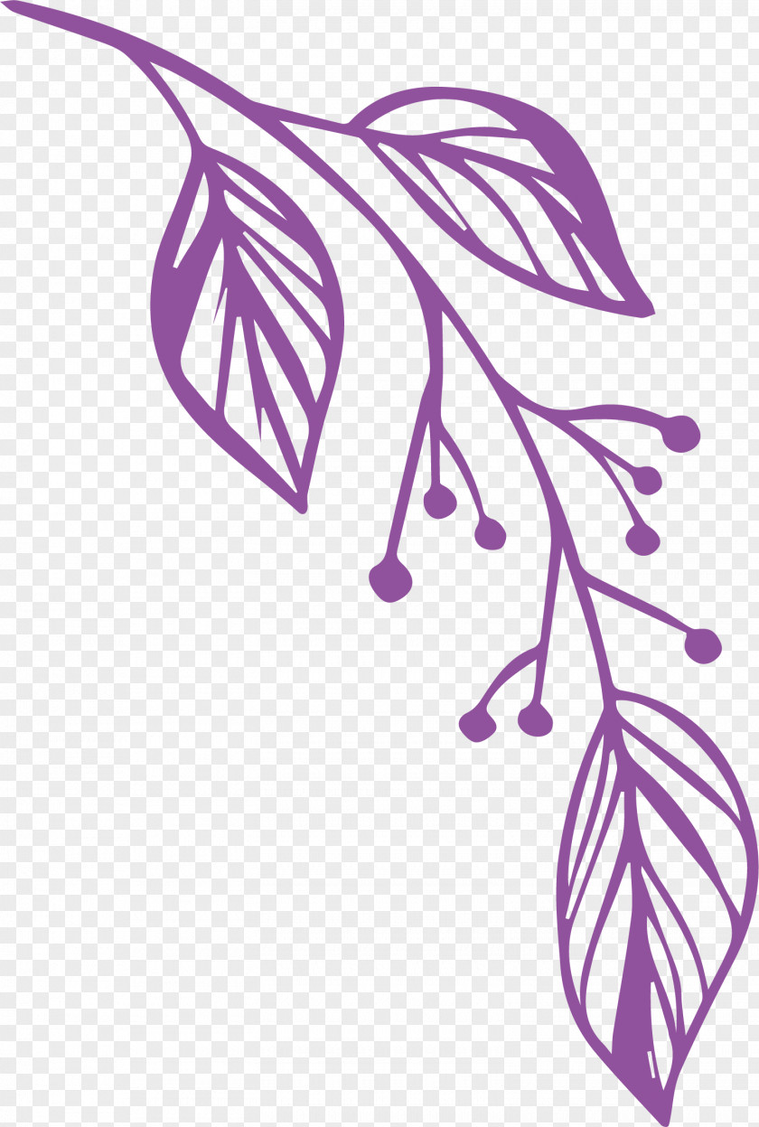 Simple Leaf Drawing Outline PNG