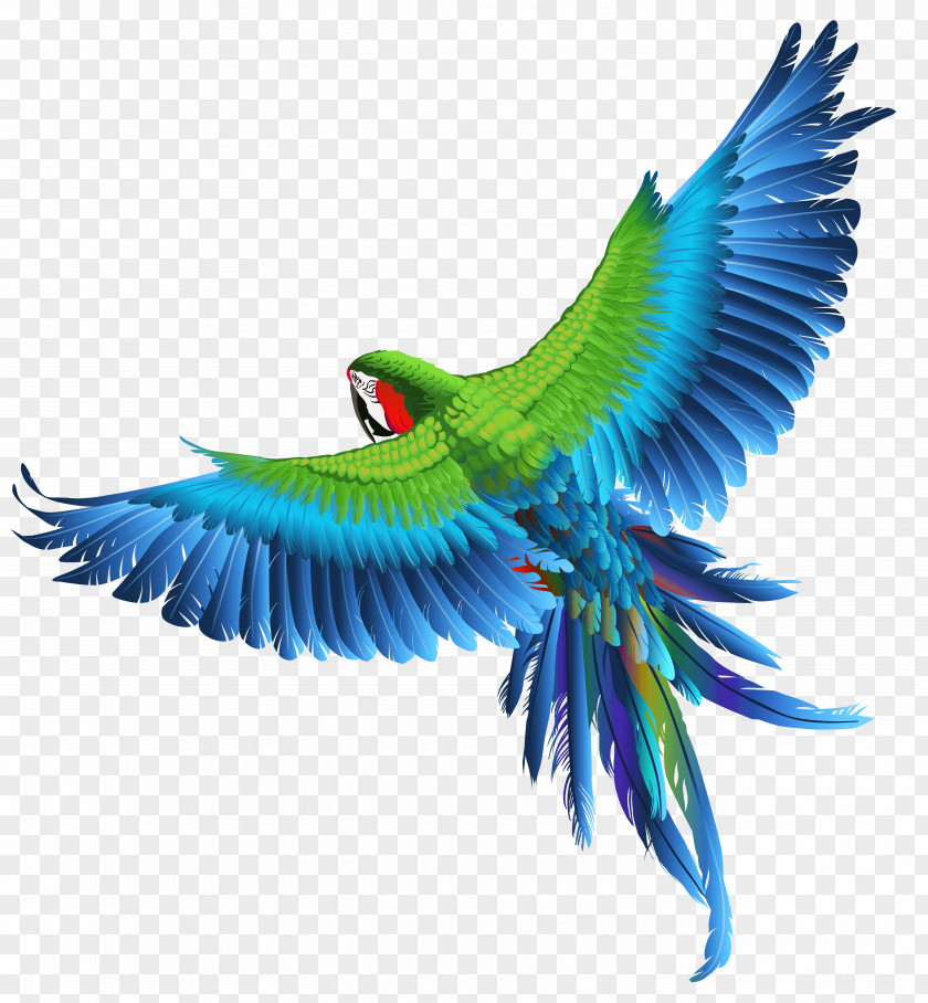 Transparent Parrot Clipart Picture Bird Macaw Clip Art PNG