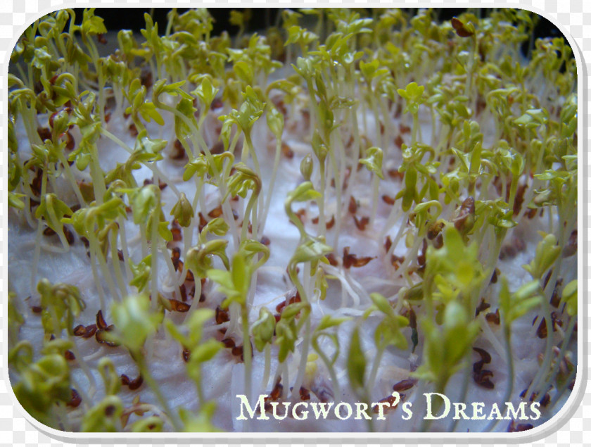 Alfalfa Sprouting PNG