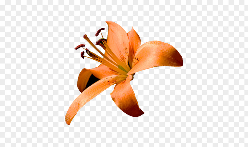 Ancient Woman Who Scatters Flowers Close-up Lily M PNG