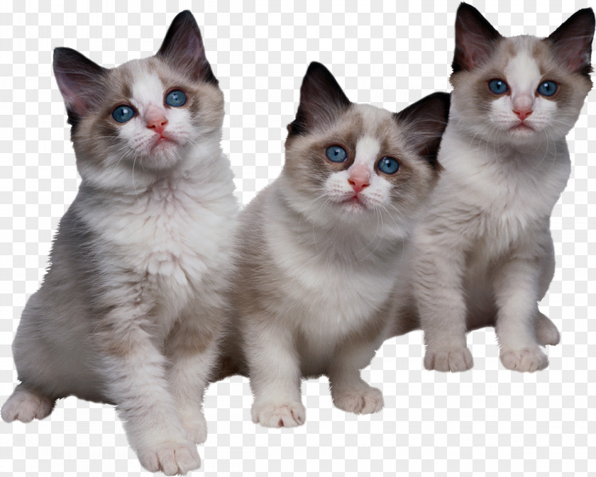 Chinchilla Kitten Ragdoll Tri Kotenka Clip Art PNG