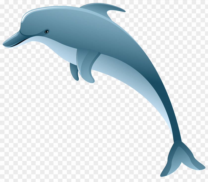 Dolphin Clip Art Image PNG