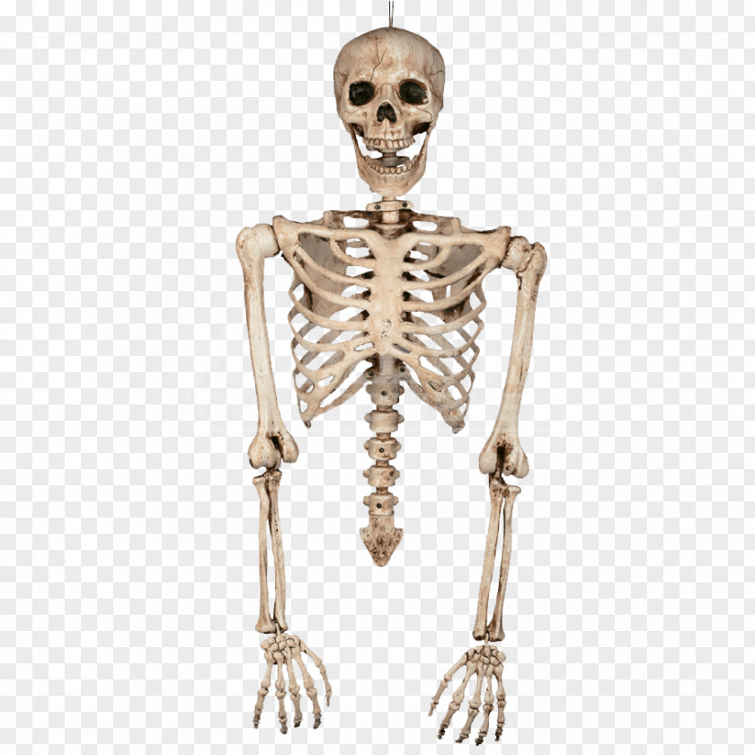 Human Bones Skeleton Bone Torso Body PNG