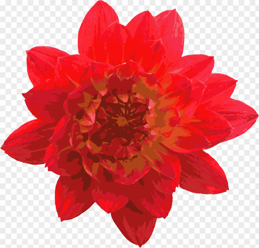 Red Rose Decorative Hibiscus Tea Stock Photography Shoeblackplant PNG