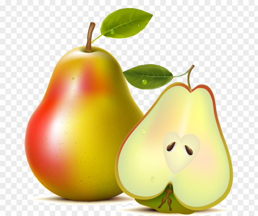 Vector Pears Asian Pear Fruit Williams PNG