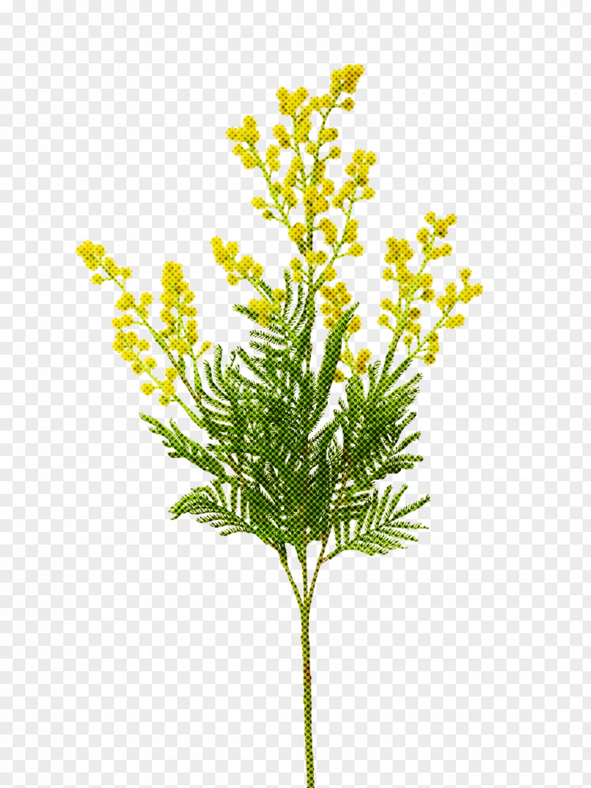 Flower Plant Leaf Grass Stem PNG