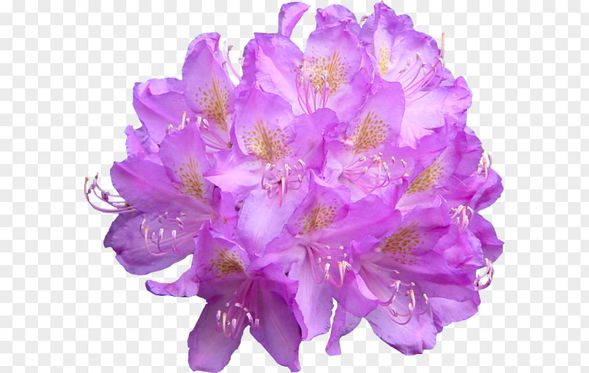Flower Rose Desktop Wallpaper PNG