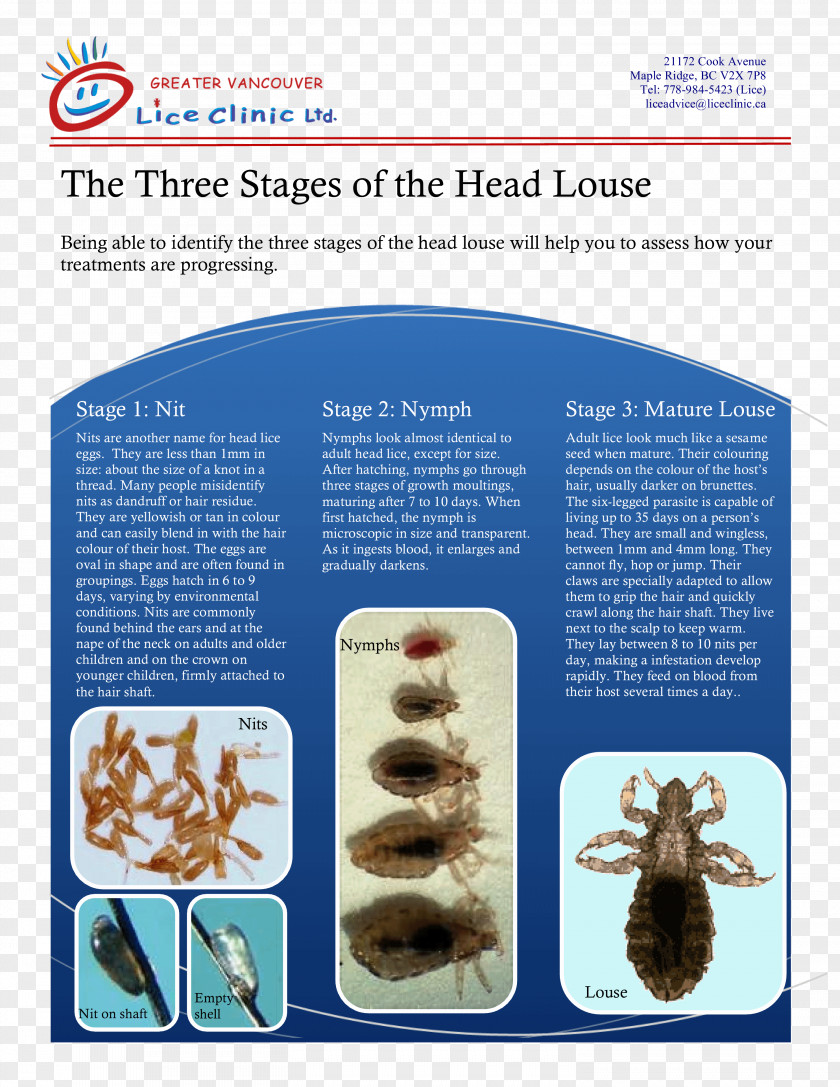 Louse Greater Vancouver Lice Clinic Comb Organism PNG