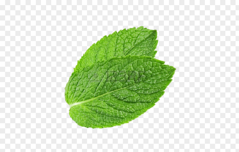 Peppermint Mentha Spicata Water Mint Arvensis PNG