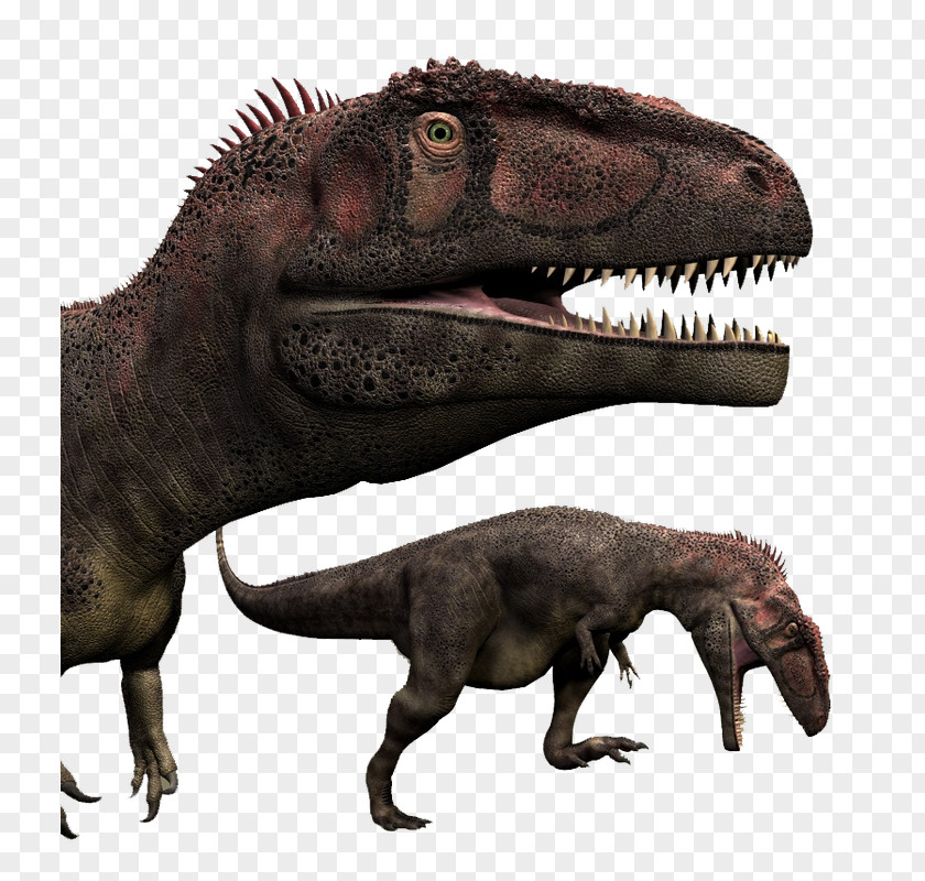 Serrated Tyrannosaurus Mapusaurus Acrocanthosaurus Giganotosaurus Dinosaur PNG
