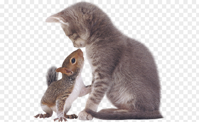Squirrel Eastern Gray Tabby Cat Kitten PNG