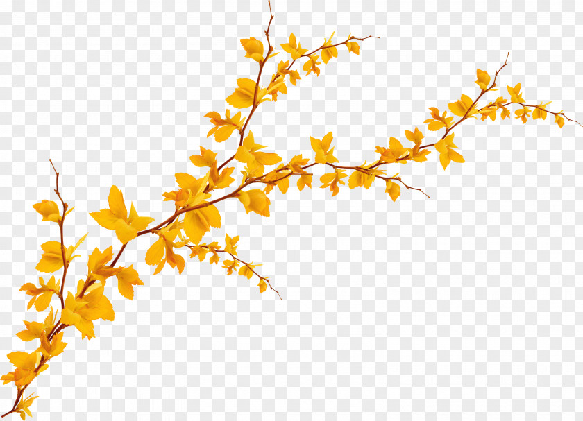Withered Autumn Leaves Leaf Yellow Ginkgo Biloba PNG