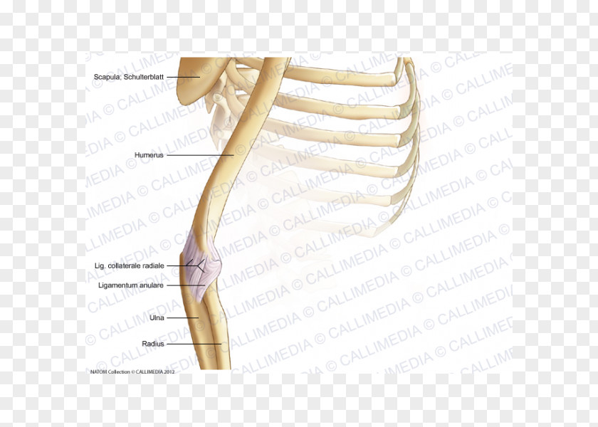 Arm Thumb Elbow Bone Shoulder Acromion PNG
