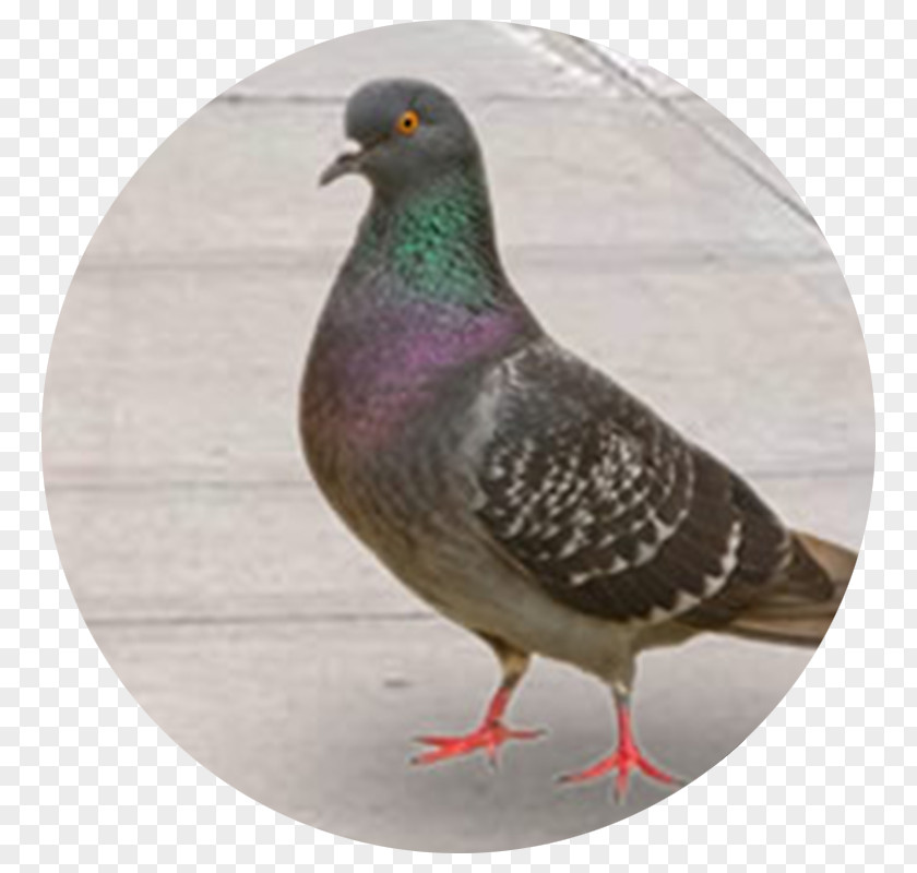 Bird Fleas Columbidae Domestic Pigeon Pest Control PNG