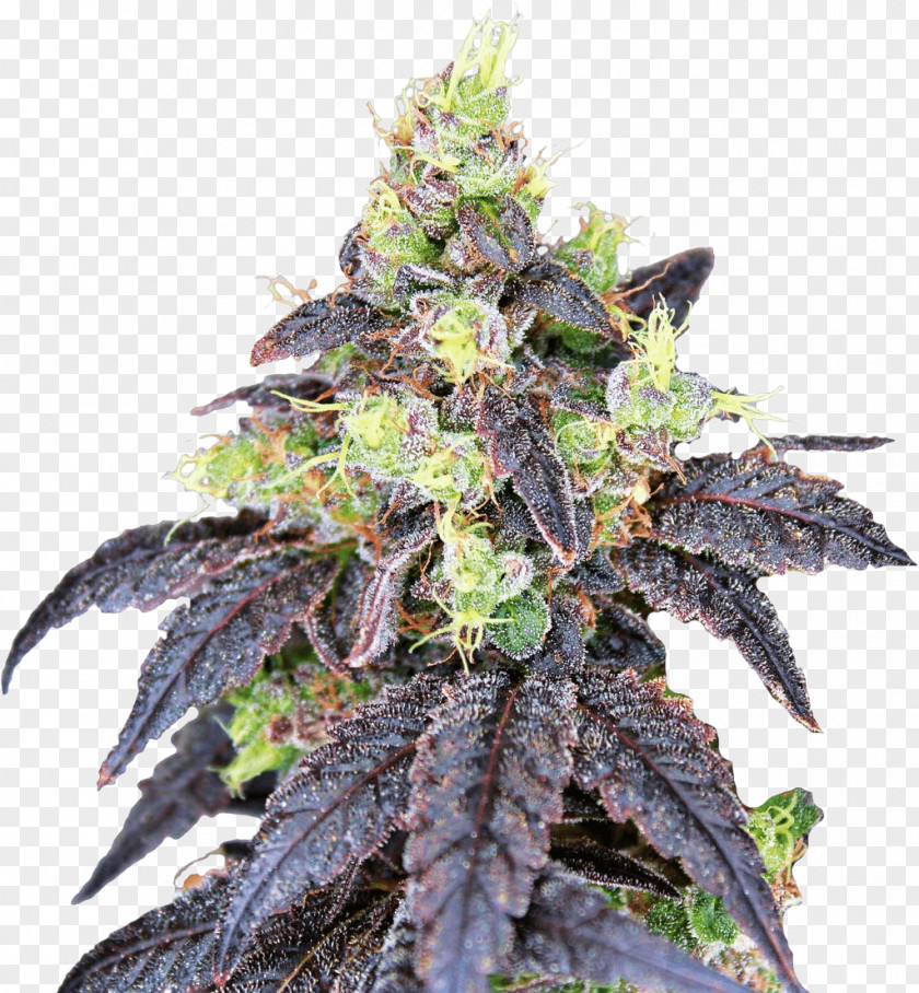 Cannabis Seeds Genetics Seed Bank Skunk PNG