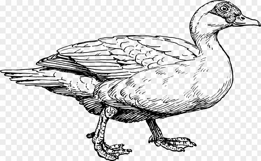 Duck Muscovy American Pekin Mallard Drawing PNG