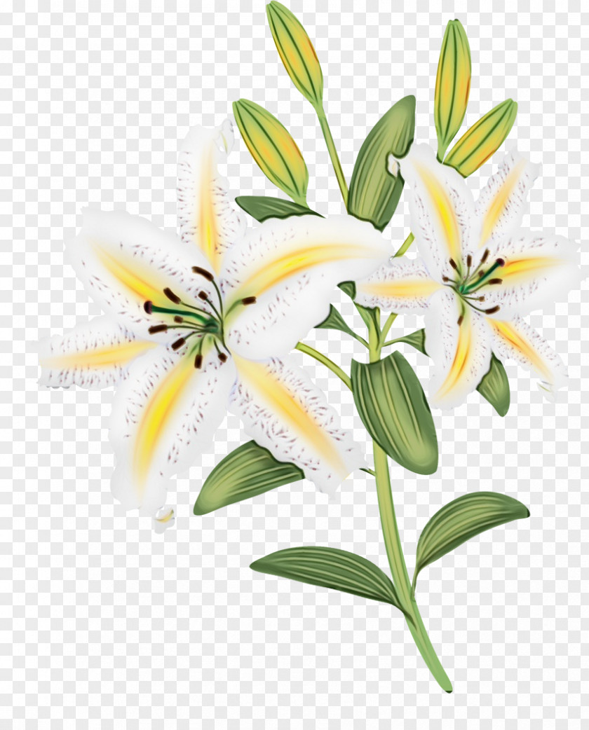 Flower Lily White Plant Yellow PNG