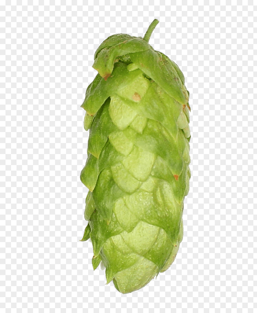 Hops Zhuhai Sidanna Trading Co.,Ltd. Leaf Vegetable Company Breed Country PNG