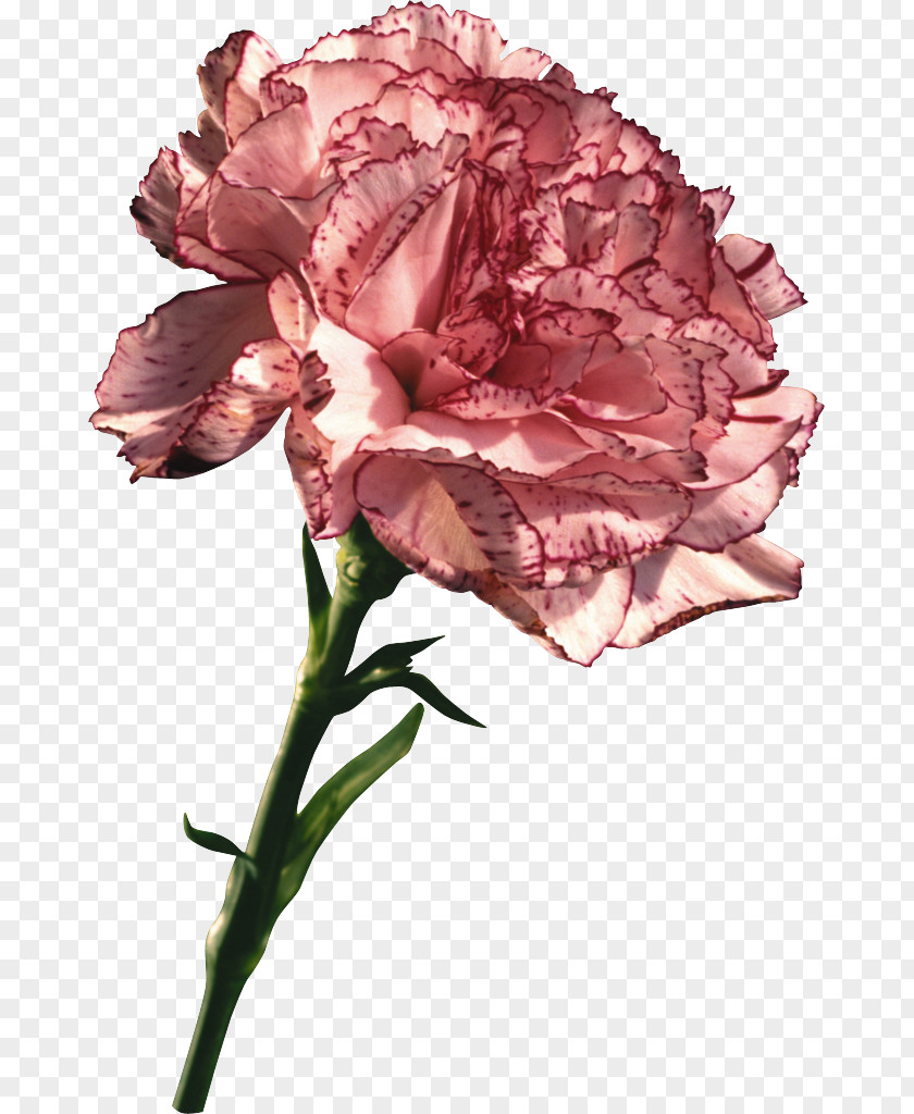 Mother's Day Carnation Gift Clip Art PNG