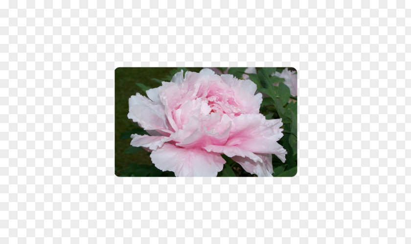 Pink Peony Centifolia Roses Rosaceae Cut Flowers Plant Shrub PNG