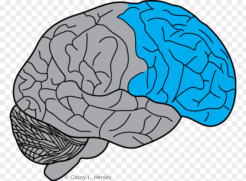Brain Lobes Of The Frontal Lobe Prefrontal Cortex Motor PNG
