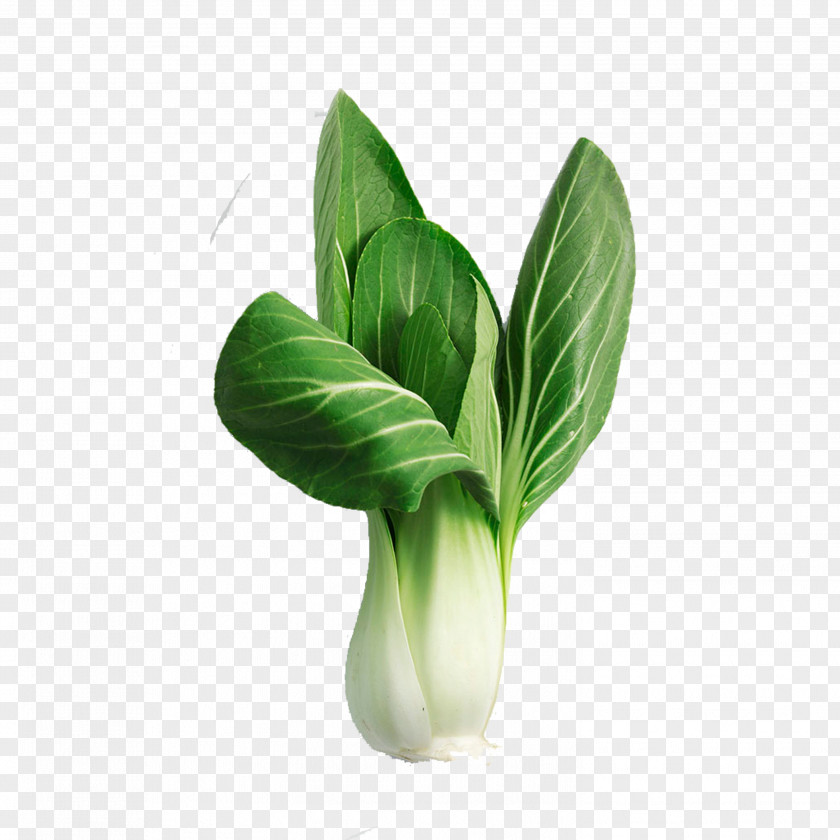 Cabbage Red Bok Choy Vegetable Chinese Broccoli PNG