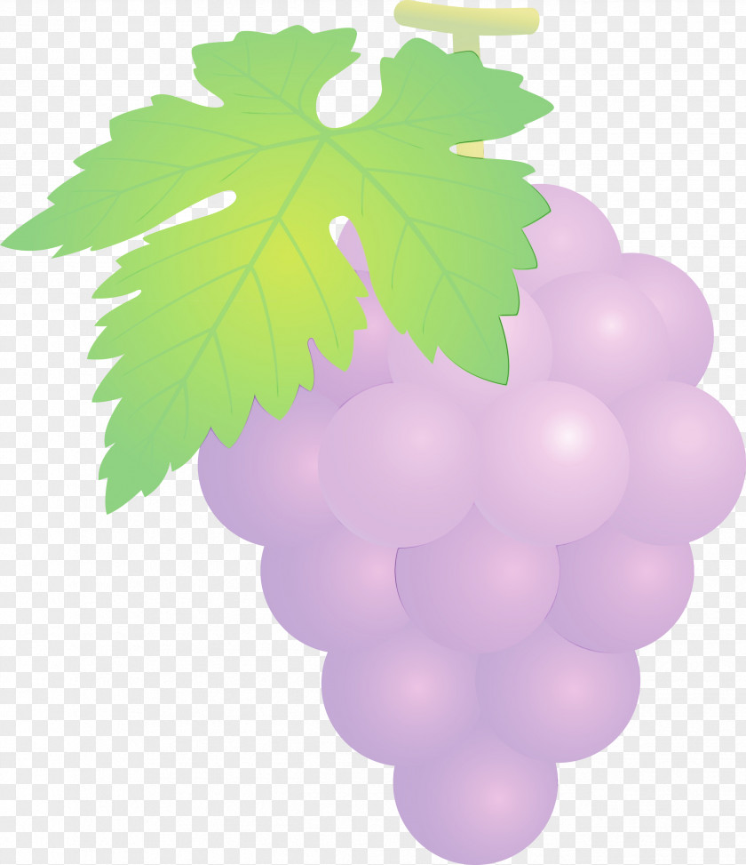 Grape Leaves Green Grapevine Family Leaf PNG