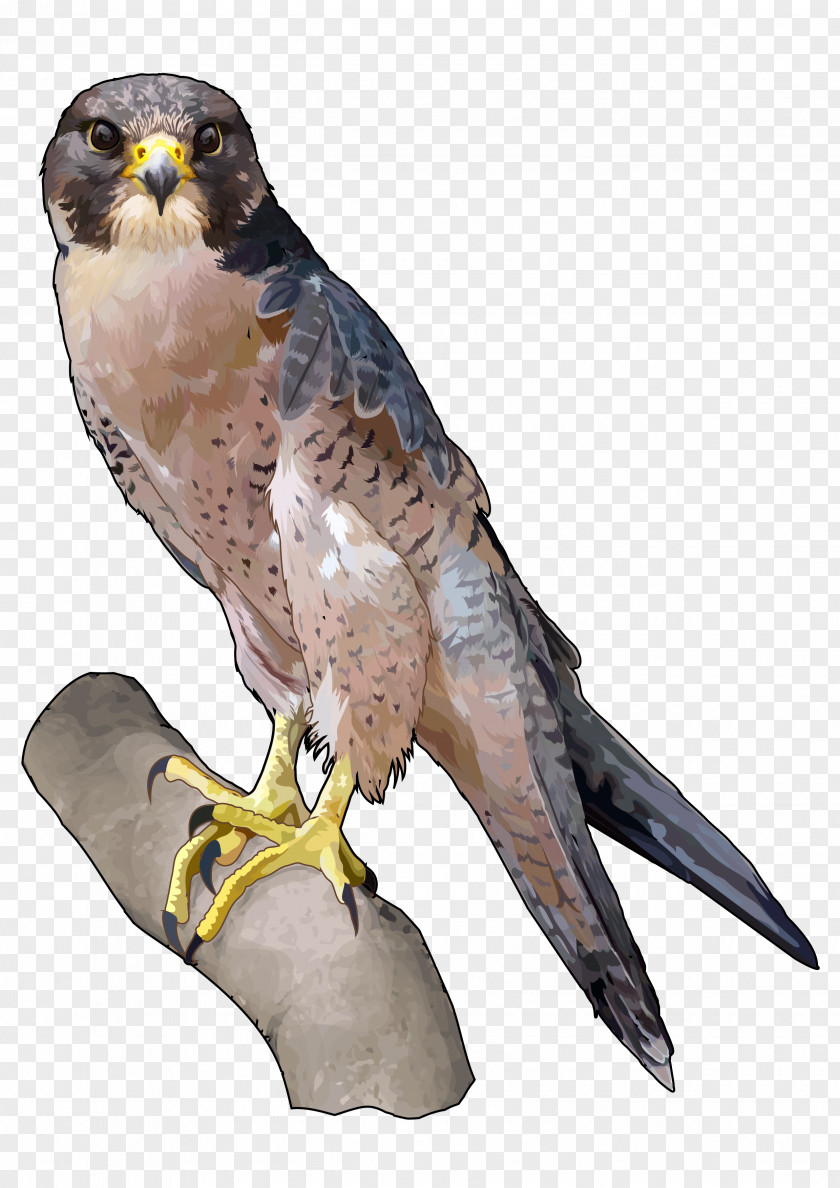 Halcon Barbary Falcon Peregrine Falconiformes Saker PNG
