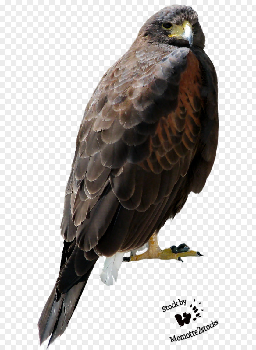 Hawk Bird Of Prey Bald Eagle Accipitriformes PNG