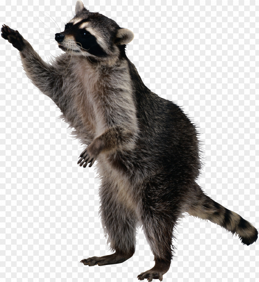 Raccoon Squirrel Nuisance Wildlife Management Dog PNG