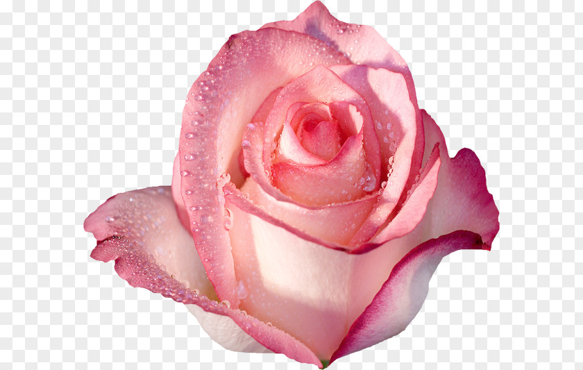 Rose Desktop Wallpaper Pink Flowers PNG