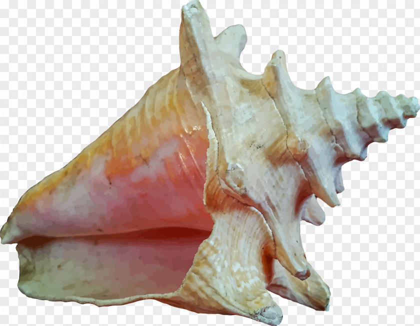 Seashell Invertebrate Ocean Clip Art PNG
