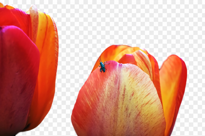 Tulip Petal Close-up Computer M PNG