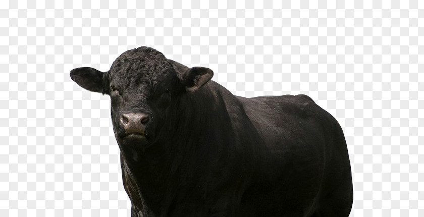 Charolais Calf Bull Cattle Simmental Ox Red Bluff PNG